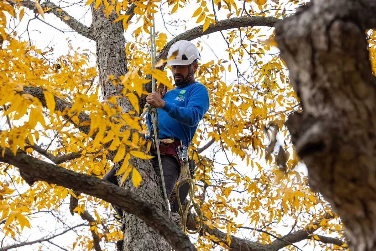 Skilled Tree Trimming crew working in Warm Springs