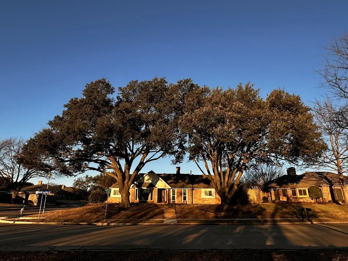 Established residential canopy tree shading a home in Warm Springs